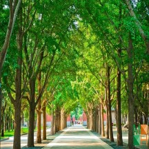 Tranh dán tường Hàn Quốc 3d khổ lớn tại Hà Nội NA - 143